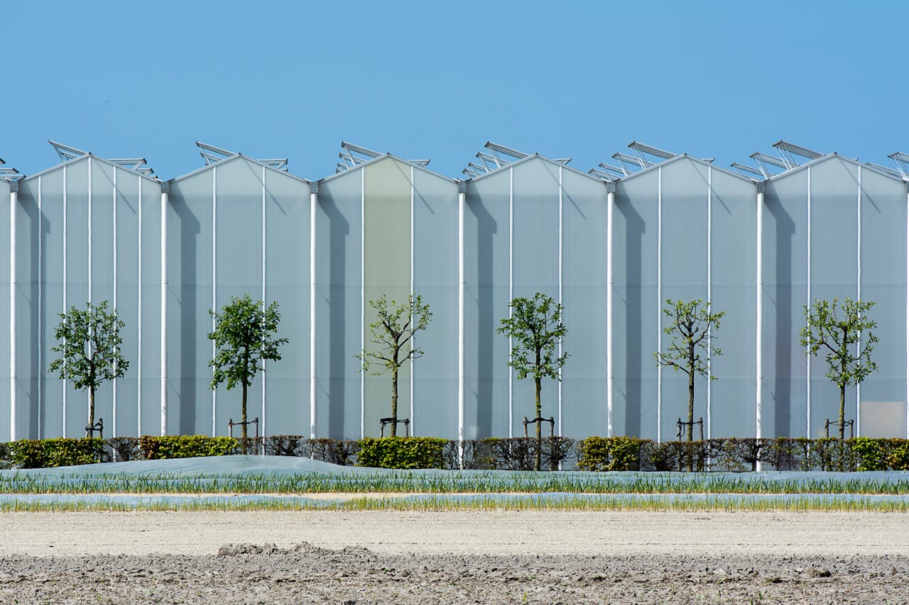 Contemporary industrial greenhouse exterior with aligned young trees under a clear blue sky.